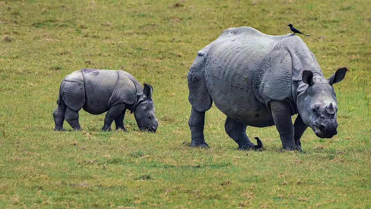 Indian rhinoceros at Pobitora Wildlife Sanctuary