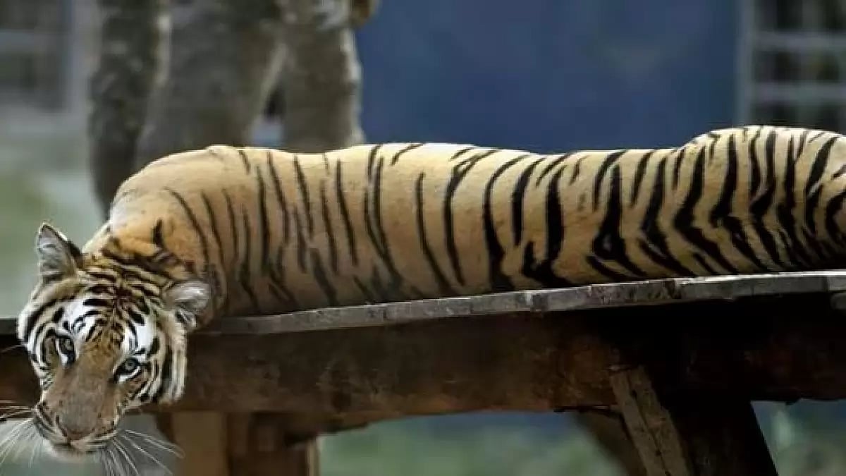 
Wildlife experts have pointed to increasing pressure on tiger habitats due to infrastructure projects, shrinking corridors, human encroachment, and conflict with local communities.  - File photo