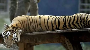 File photo :
Wildlife experts have pointed to increasing pressure on tiger habitats due to infrastructure projects, shrinking corridors, human encroachment, and conflict with local communities.