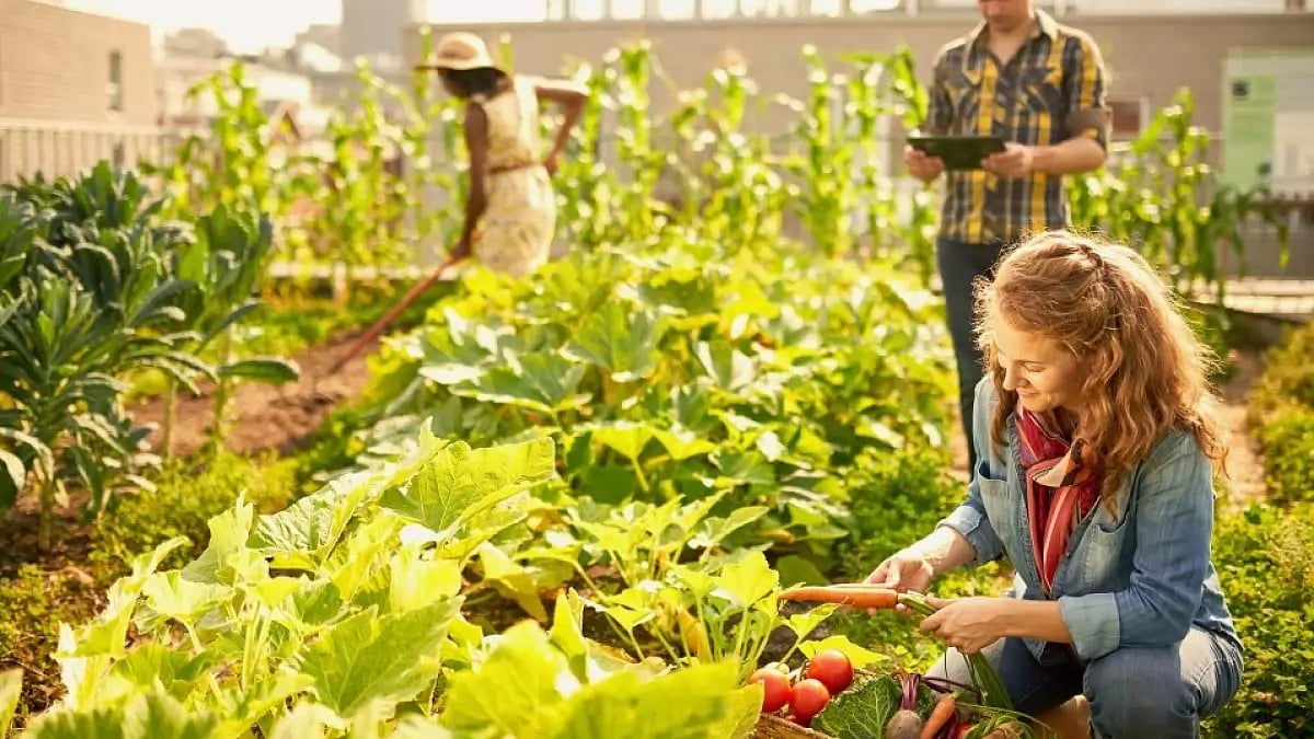 Navigating The Food Crisis: The Crucial Role Of Sustainable Agriculture