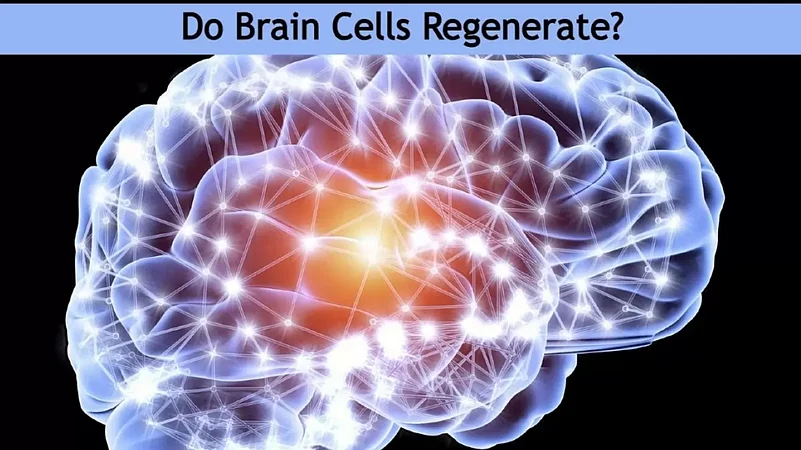 Do Brain Cells Regenerate?