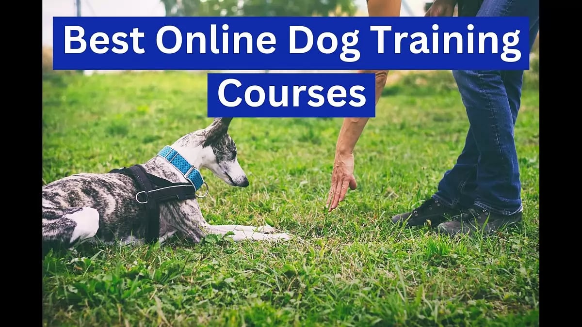 Best Online Dog Training Courses