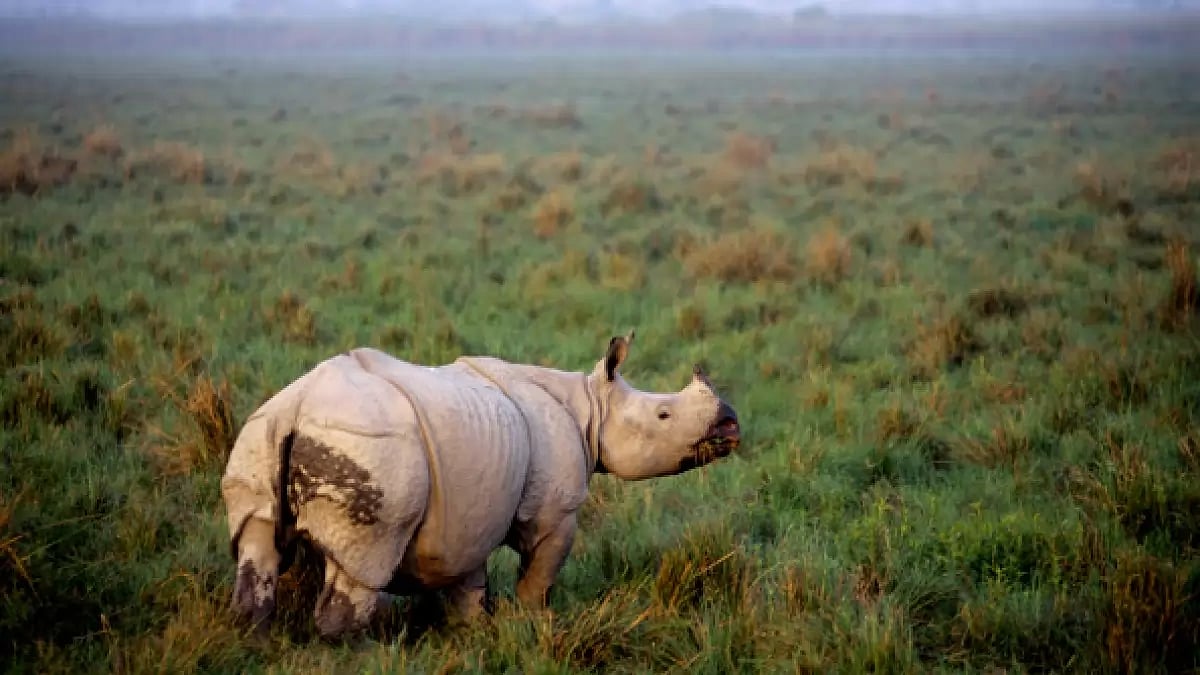 Rohan Chakravarty has great insight into what the wild world is going through, notes Anjana Basu in her review of ‘Pugmarks And Carbon Footprints’