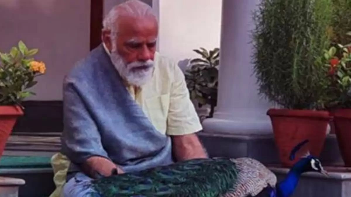 PM Modi feeding peacocks at 7, Lok Kalyan Marg