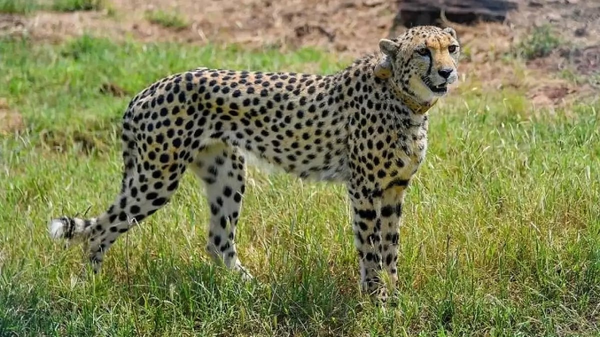 Fourth Namibian Cheetah dies due to septicemia