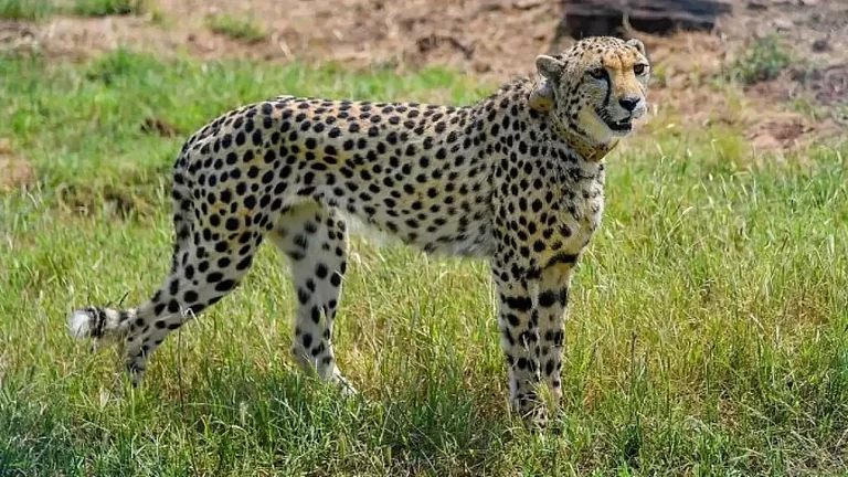 A Cheetah at Madhya Pradeshs Kuno National Park - null