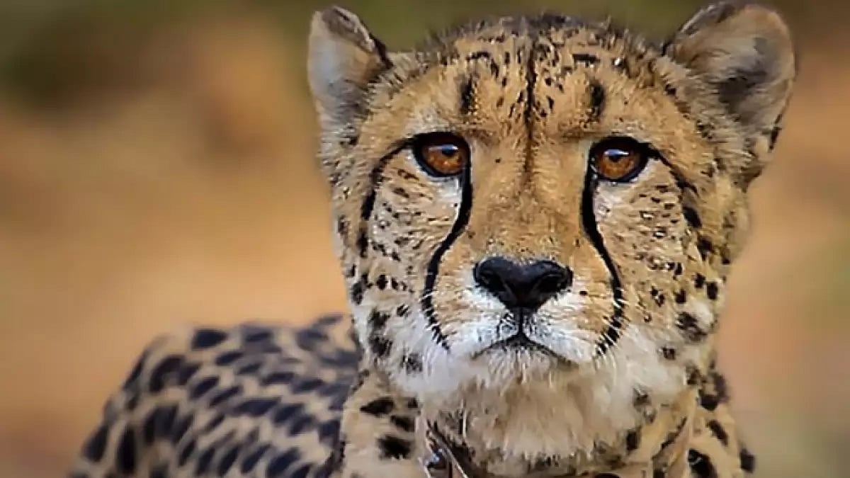 Representational Image