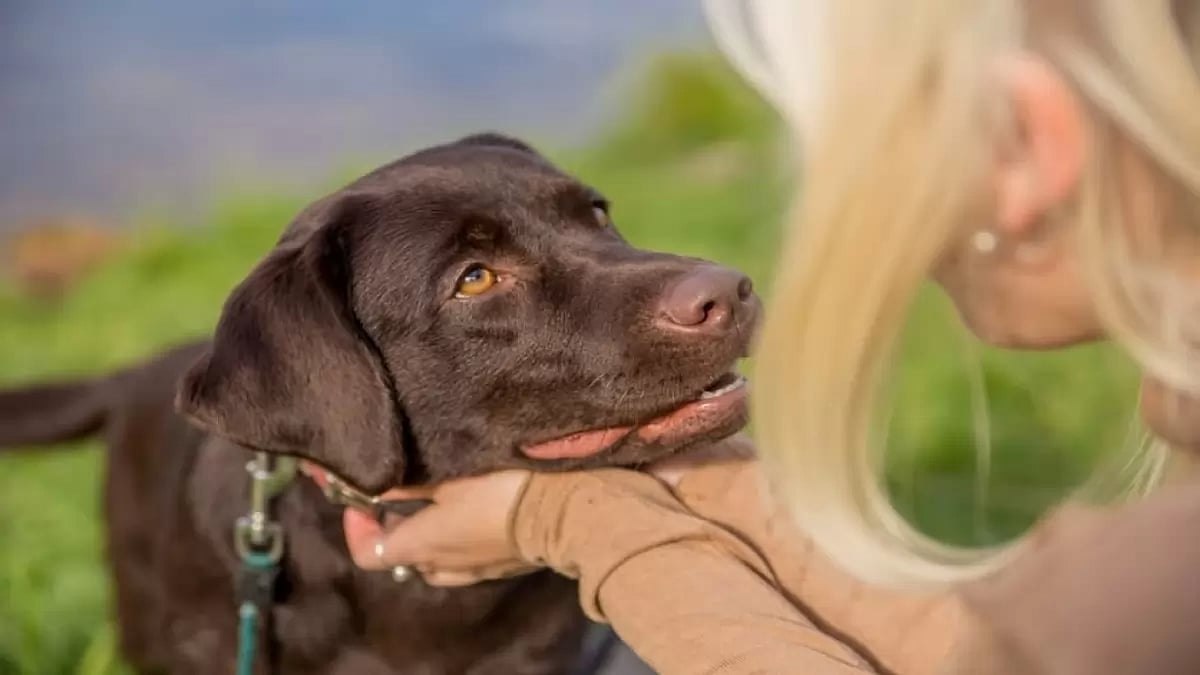 Get Expert Insights And Practical Tips On Dogs