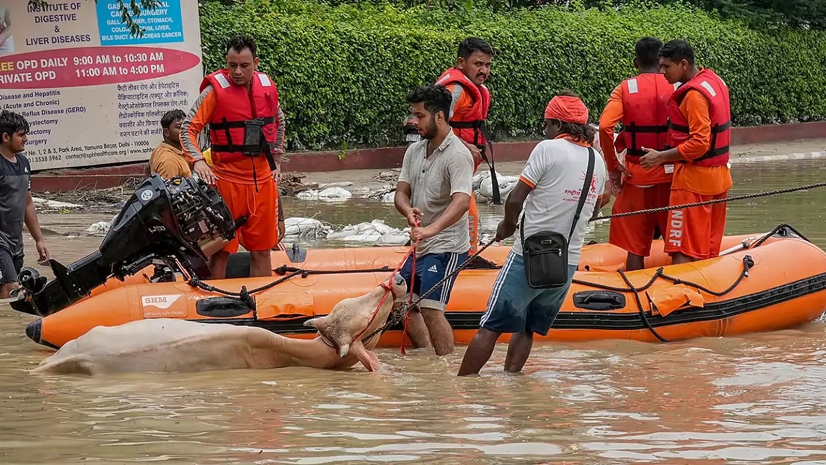 NDRF personnel and locals rescue a cow from a flooded area as the swollen Yamuna river inundates nearby areas, near Sant Parmanand Hospital, in New Delhi.