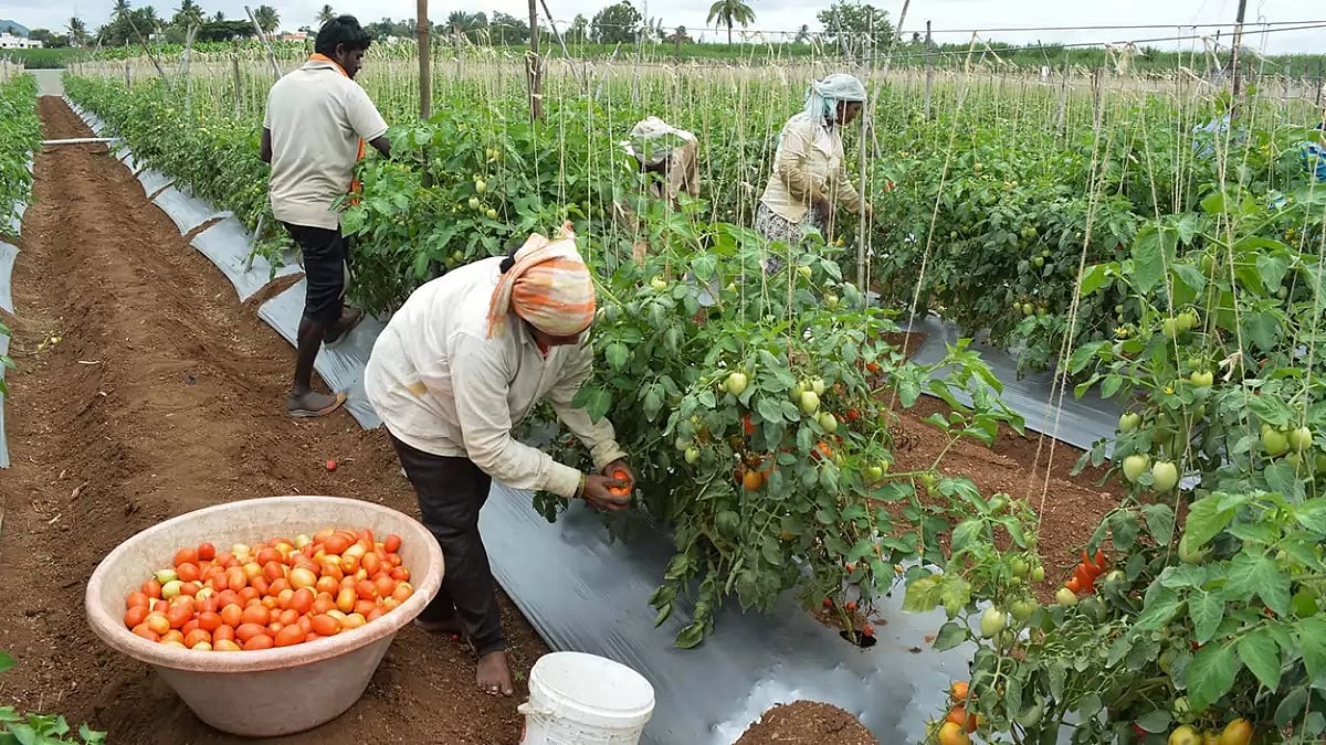 Tomato prices soar