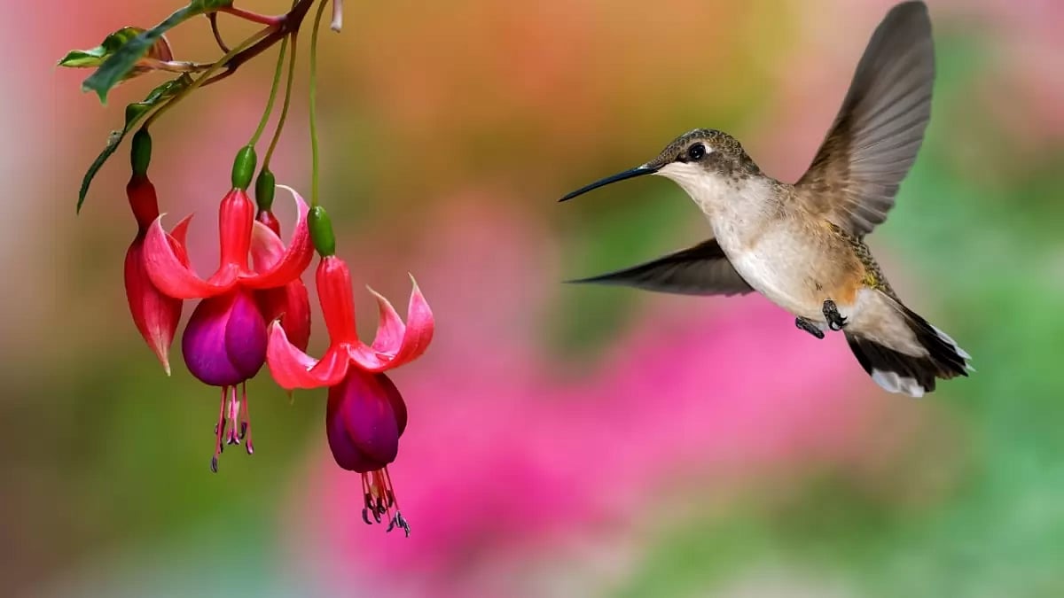 Best Hummingbird Feeders