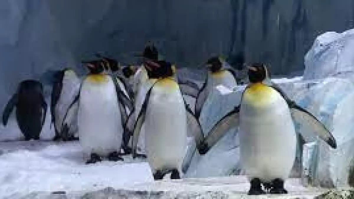 Penguins found in Atlantic Ocean.(File photo-Representational image)