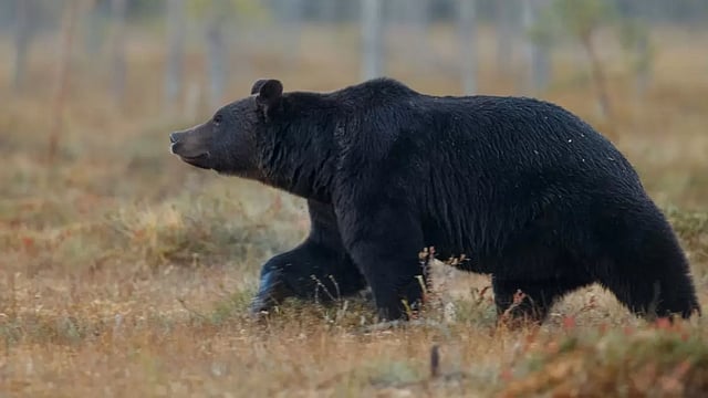 US Family Infected With Brain Worms After Eating Undercooked Bear Meat