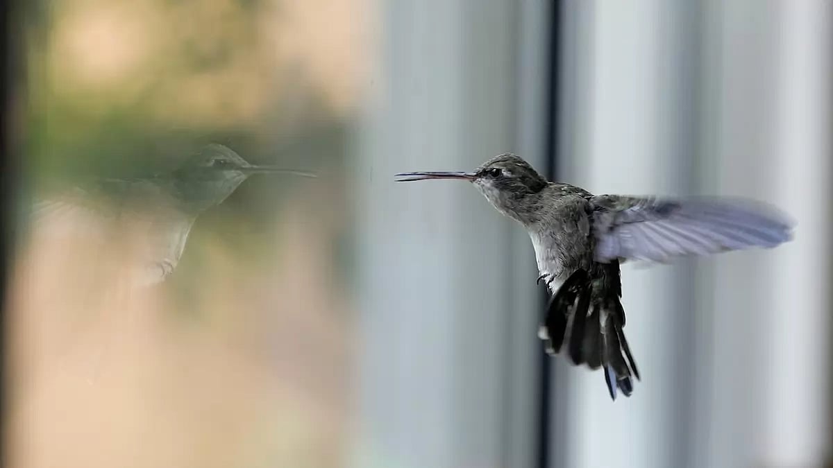 Mexico Hummingbird Clinic