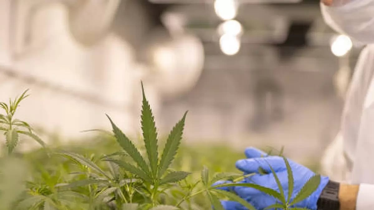 Cannabis Cultivation (Representational Image)