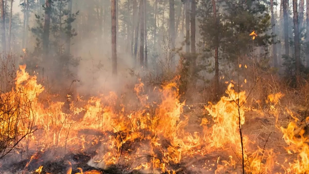  Deadly wildfires grapple Hawaii’s Maui