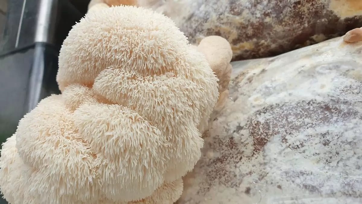 Lions Mane Powder Review