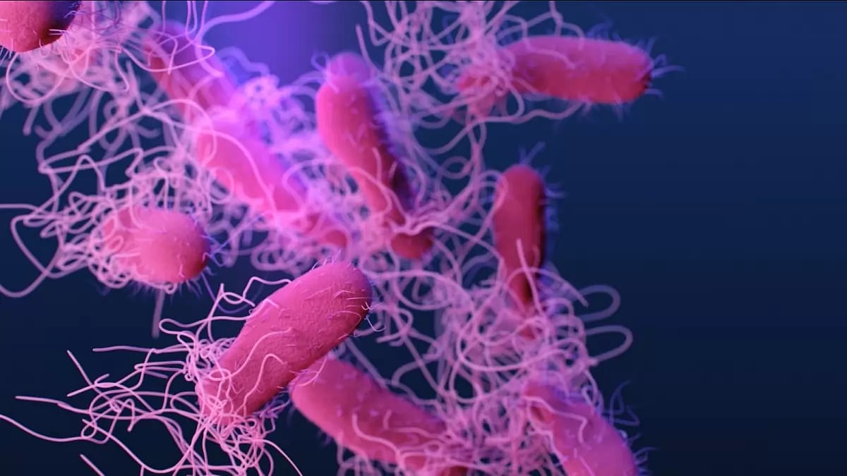 Representative image of flesh-eating bacteria Vibrio vulnificus
