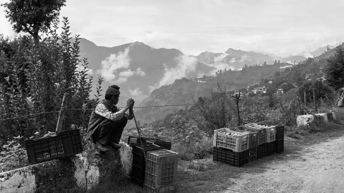 Photo: Apple Farmer ready to ship the apples in Sarahan, Himachal Pradesh (Credit: Getty Images)