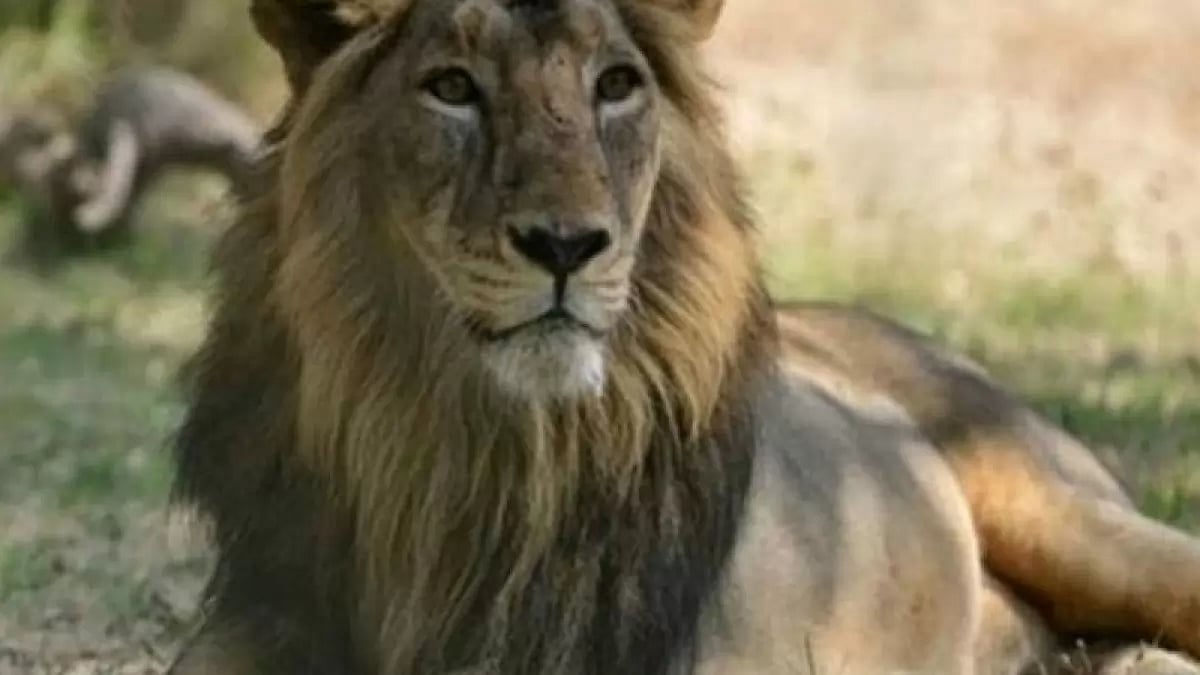 Vizag zoo receives new lioness