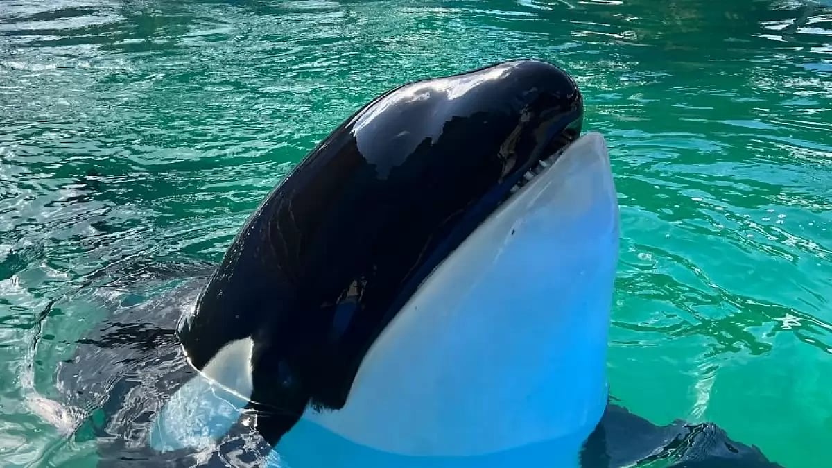 Lolita, the orca also known as Tokitae or Toki