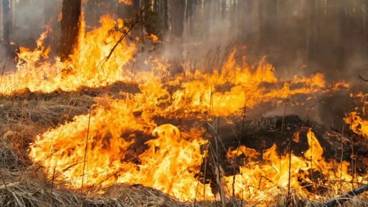 Key Details about Maui’s Wildfire 