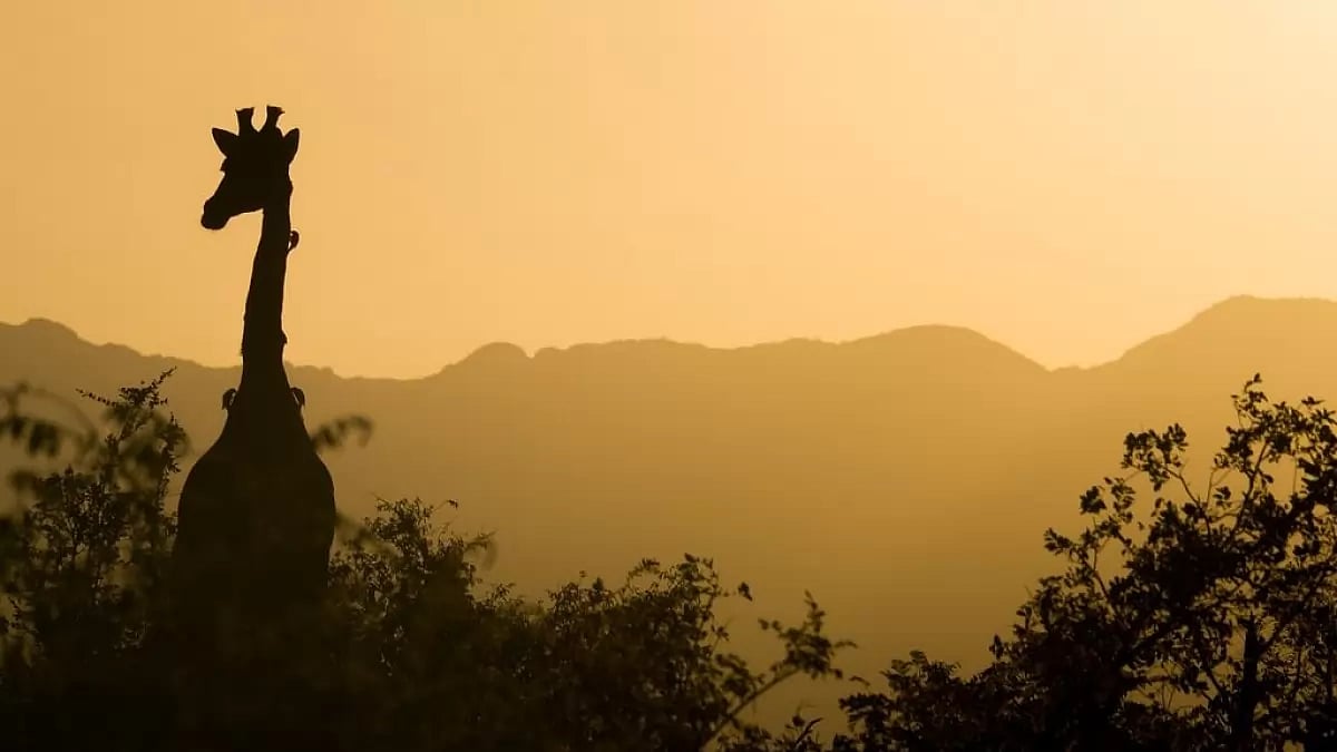 Rare 'Spotless' Giraffe Born at Brights Zoo in Tennessee: A One-of-a-Kind Phenomenon