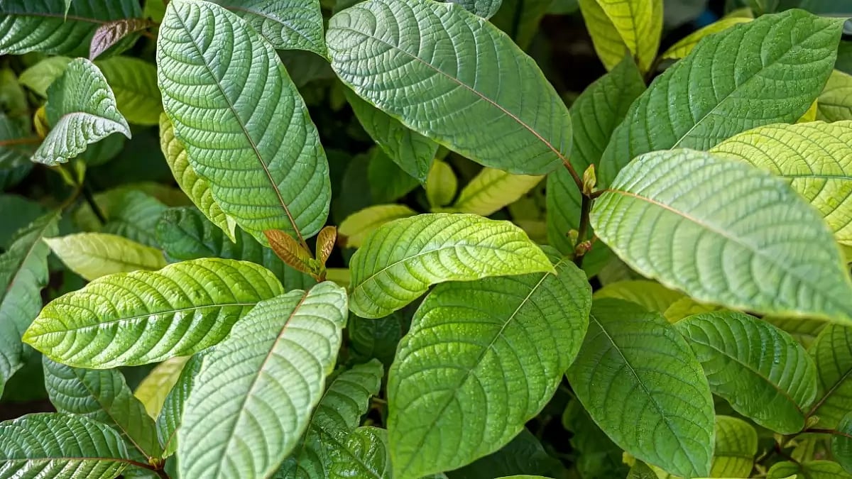 Maeng Da Kratom and Buy Kratom Powder and Capsules