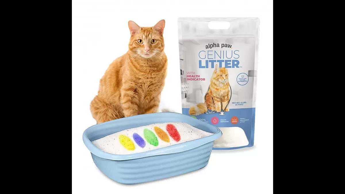 Best Cat Litter For Odor Control