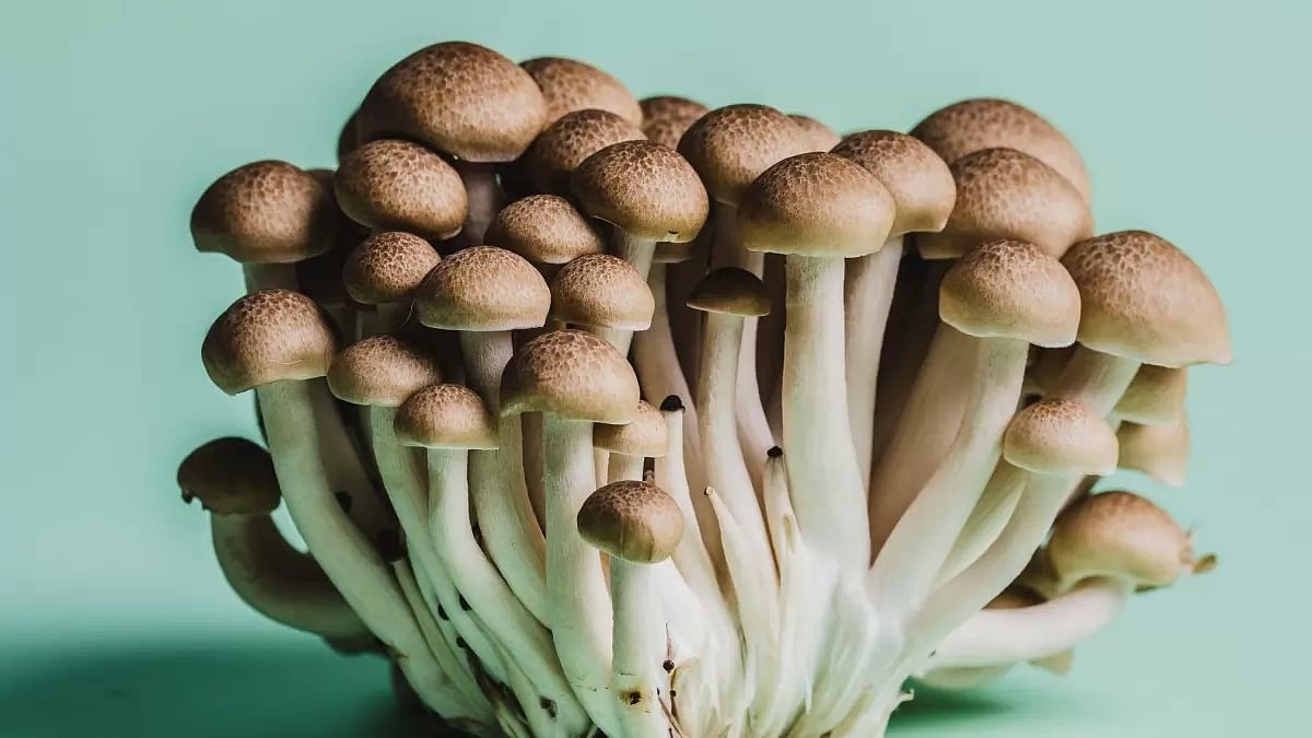 First Person Mushrooms 