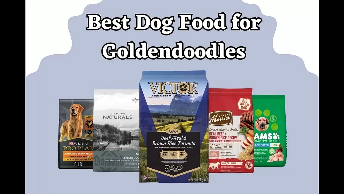 Best Dog Food For Goldendoodles 2023