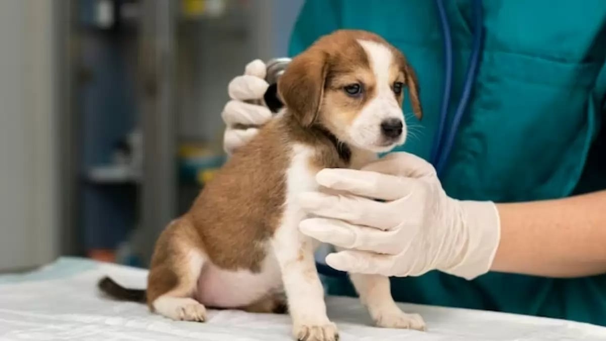 Pet Insurance Claim (Representational Image)