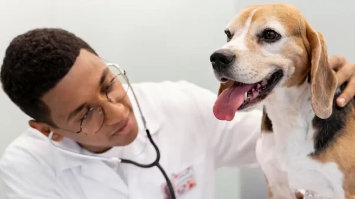 Pet insurance providers in the US (Representational Image)