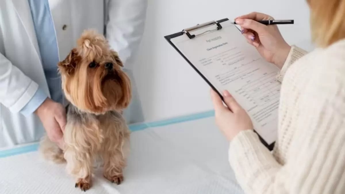 Pet insurance coverage plans (Representational image)