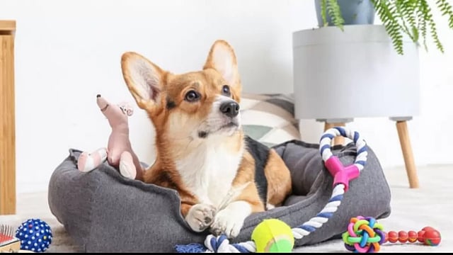 Petpreneurs: Turning your love for pets into a business
