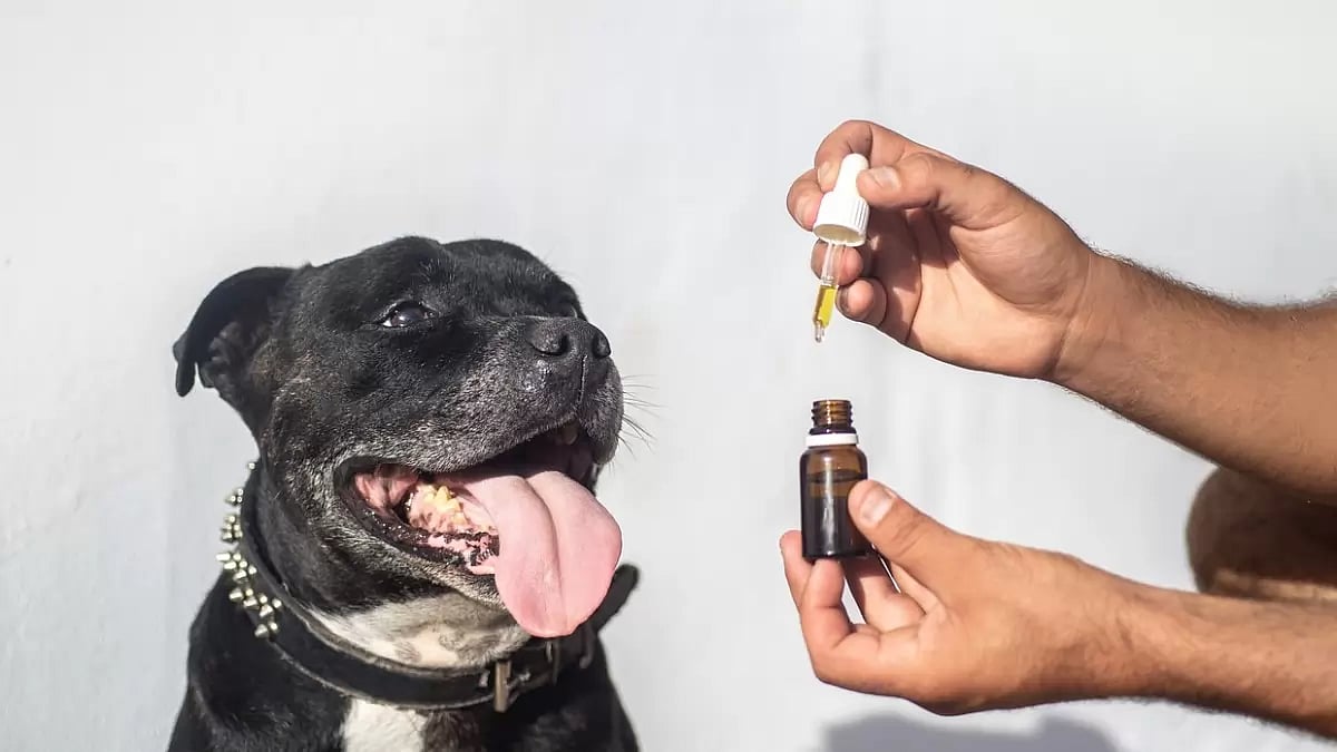 CBD pour chien