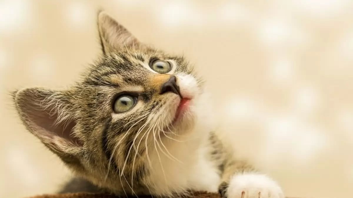 Most pet friendly cities in US