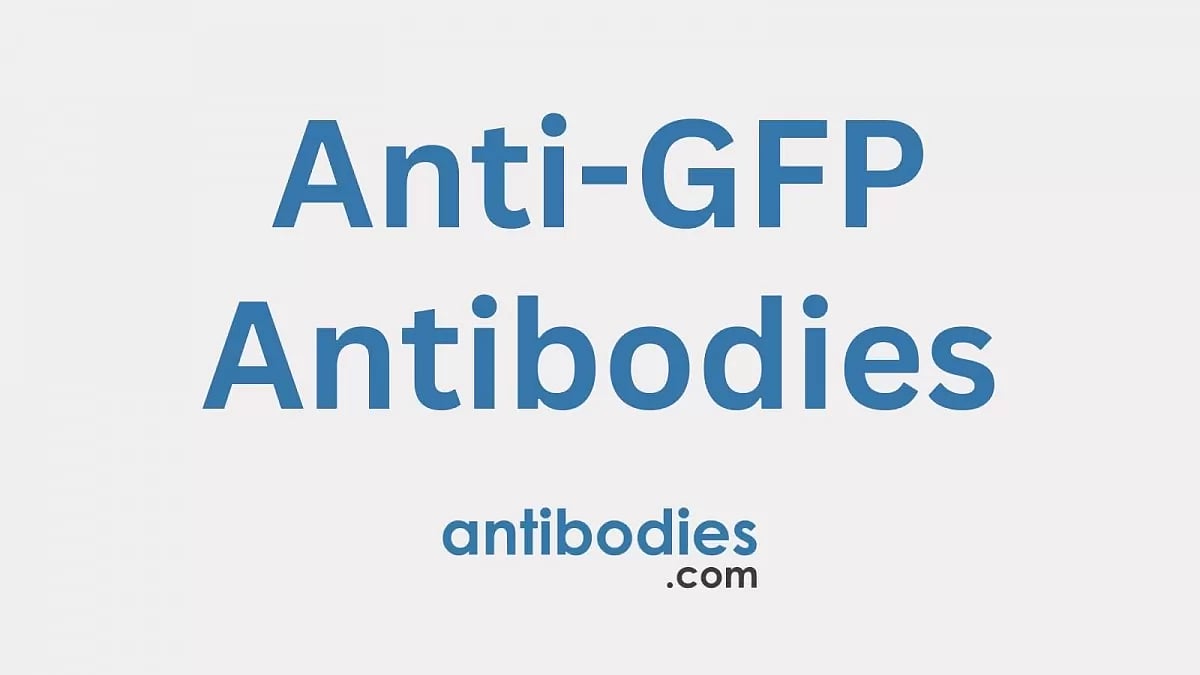 Anti-GFP Antibodies 