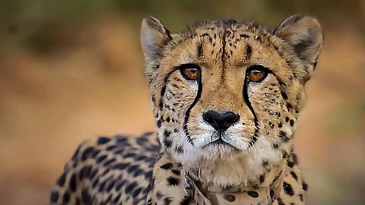 Representational Image