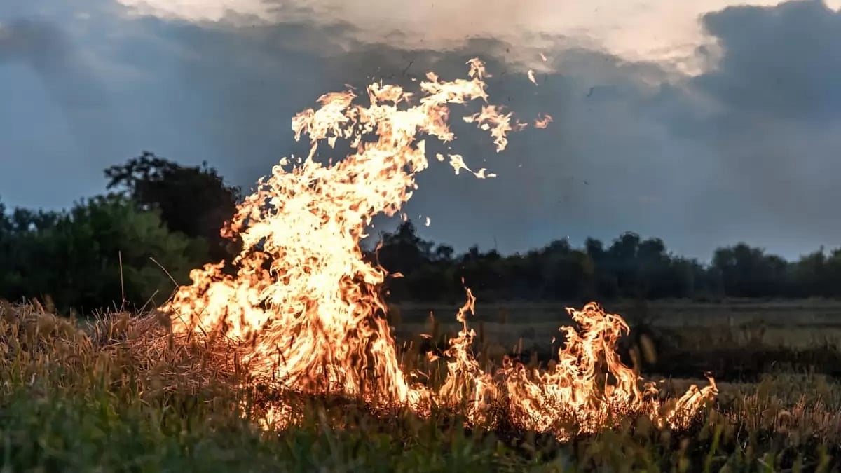 Hawaii wildfires were partly intensified by invasive species of towering grasses 