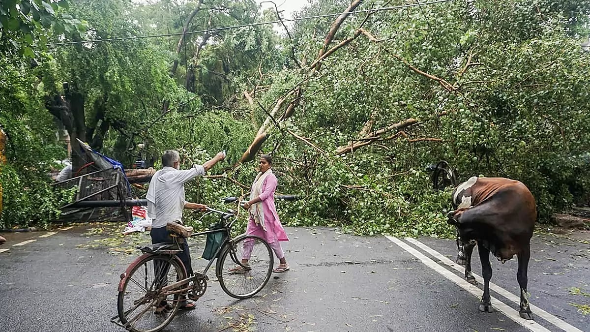 File Pic | : Tree Felling After Rainfall | Representational Image | 