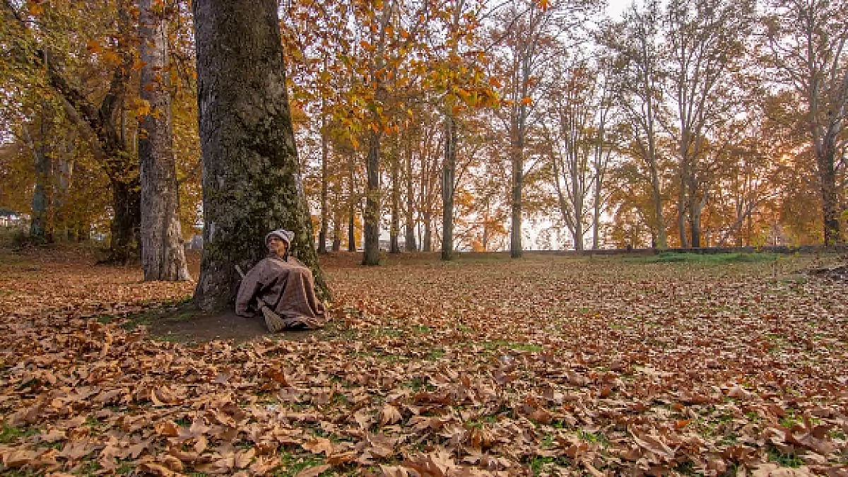 An elderly Kashmiri man rest under Chinar trees in Srinagar
