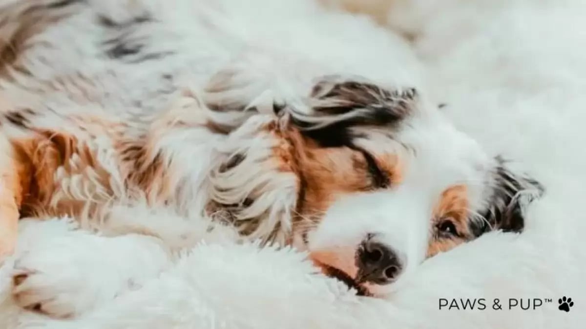 Paws & Pups Most Calming Dog Bed For Small Or Large, Puppies & Older Dogs 