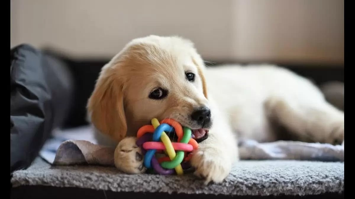 Exciting Dog Toys For Your Furry Friend