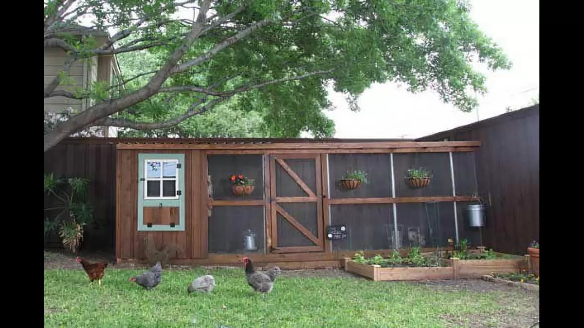 Backyard Chicken Raising 