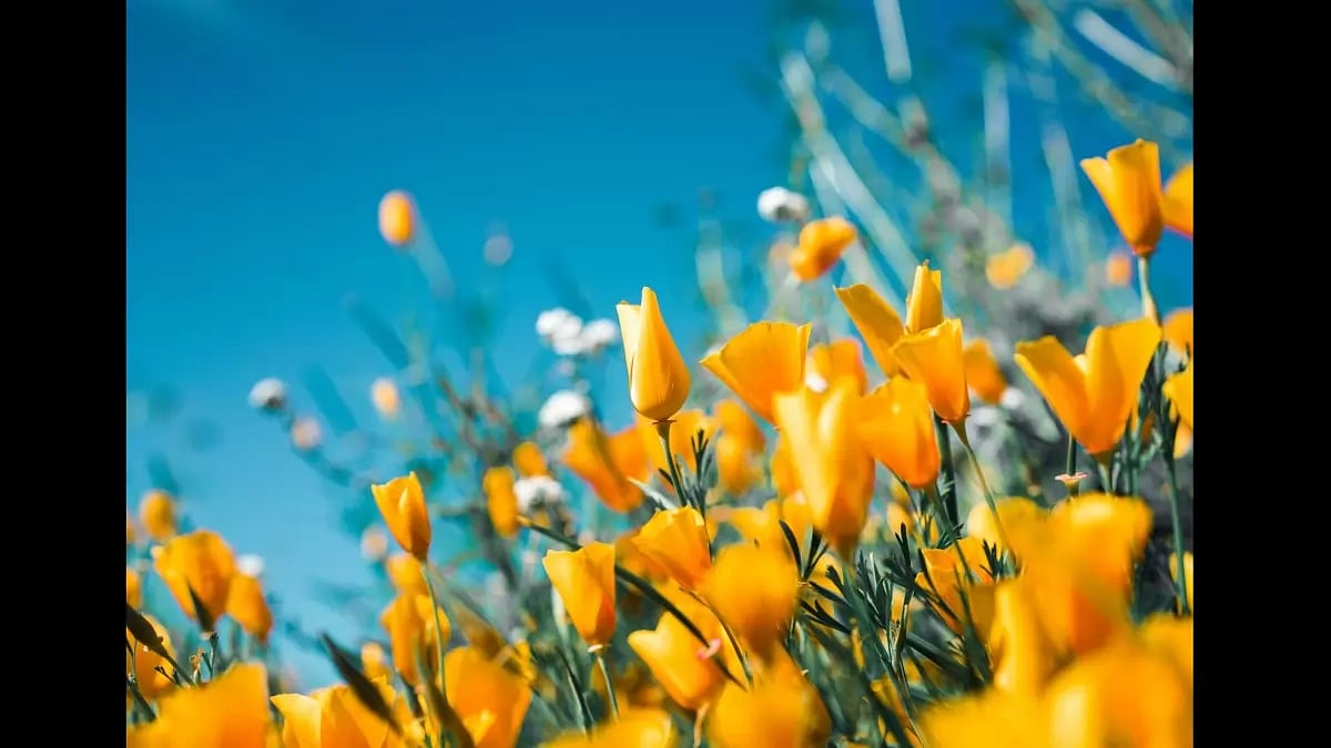 Natural Ingredients that Fight Acne