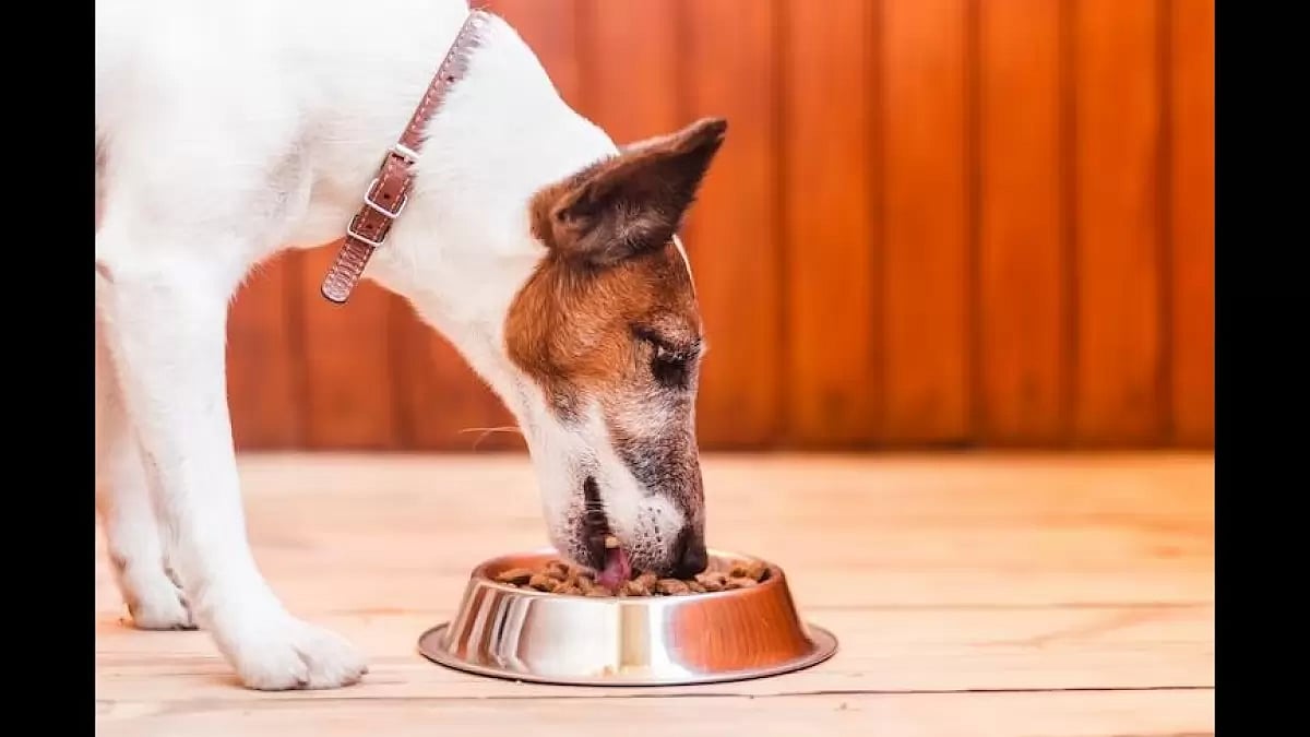  Best Dog Foods