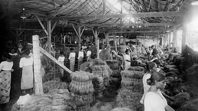 Coconut production, India, 20th century. Women producing coir from coconut husks, in a factory - null