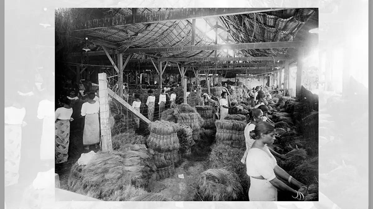 Women producing coir, fibre made from coconut husks, in a factory. 
