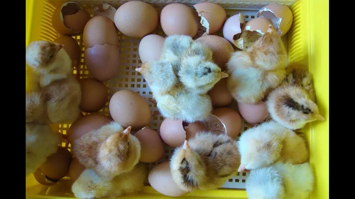 Chicken Incubator